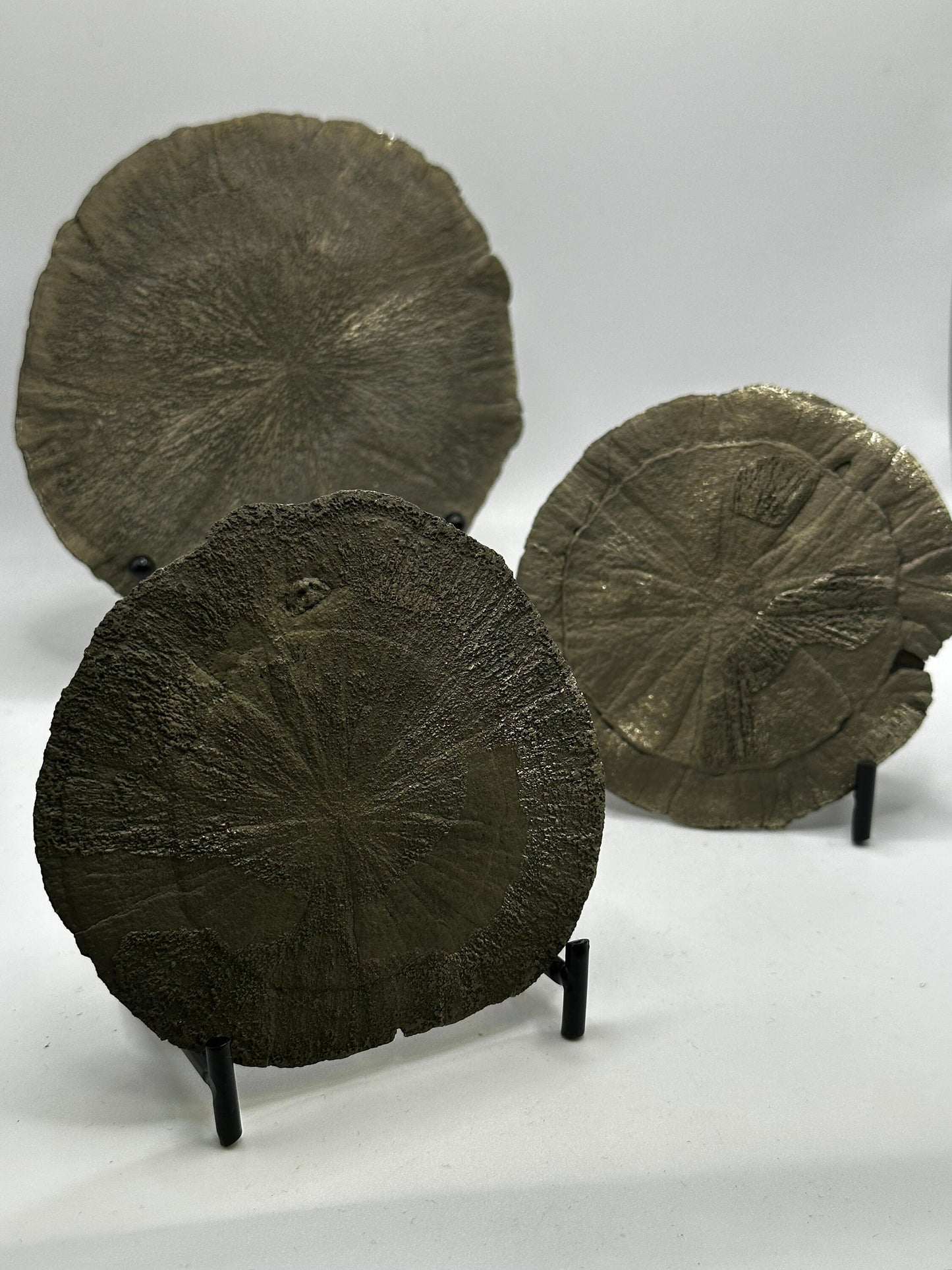 Pyrite Suns, Pyrite Dollars, Miner’s Dollars, or even Sun Dollars from Sparta, Illinois