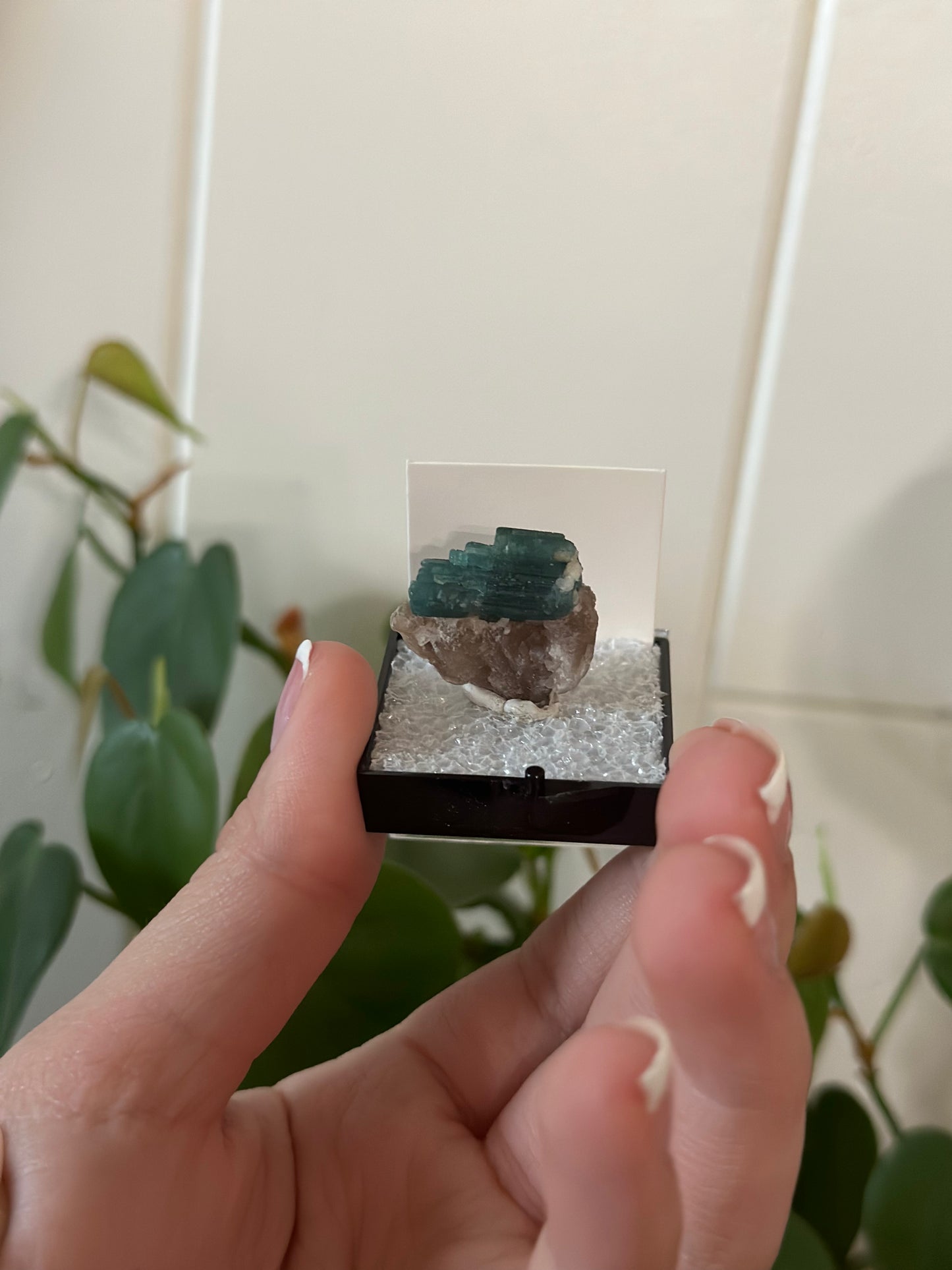 Blue Tourmaline in quartz thumbnail from Brazil